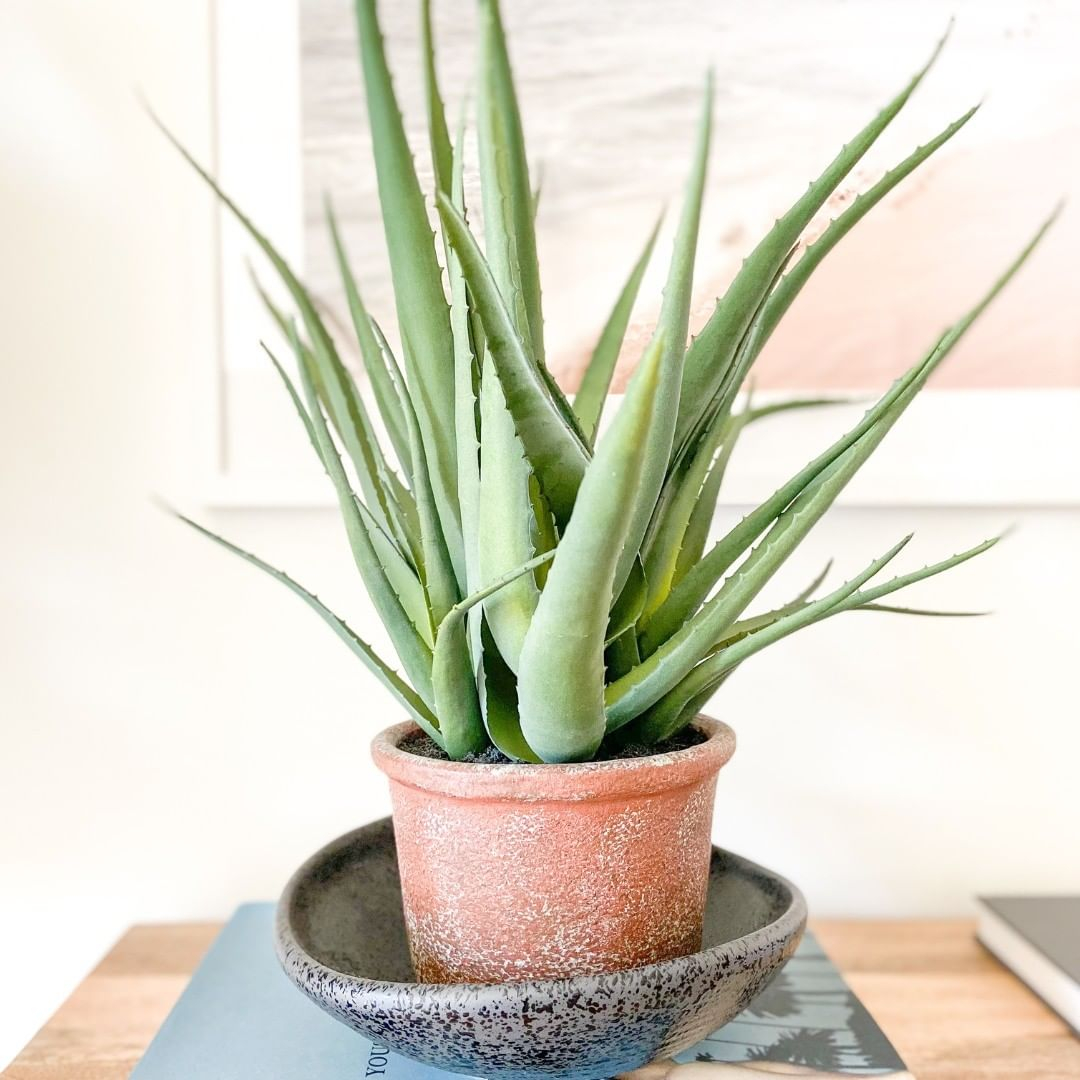 Aloe Vera is know everywhere because of its practicality to help us deal with some health problems.