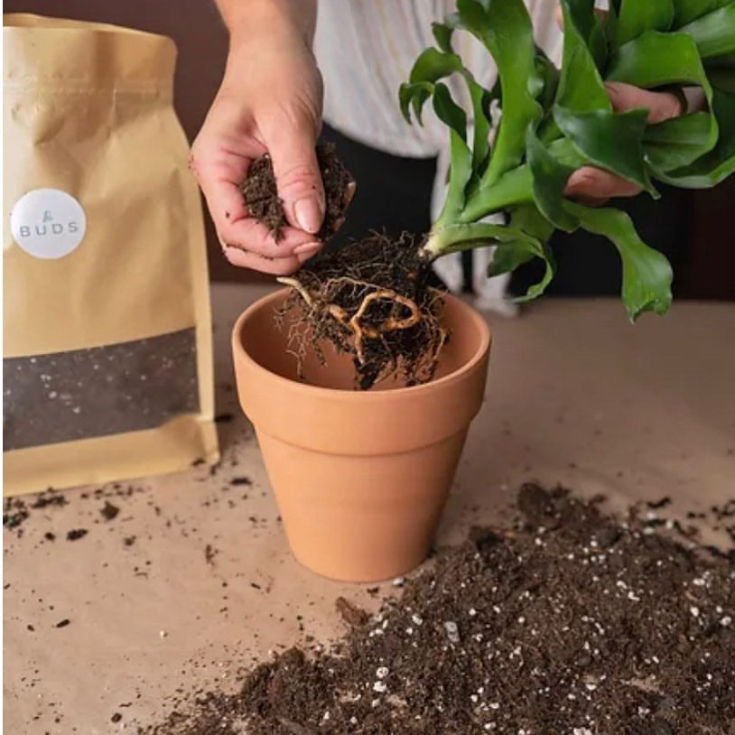Repoting is not only about changing the pot into the bigger one but also the smaller one. 