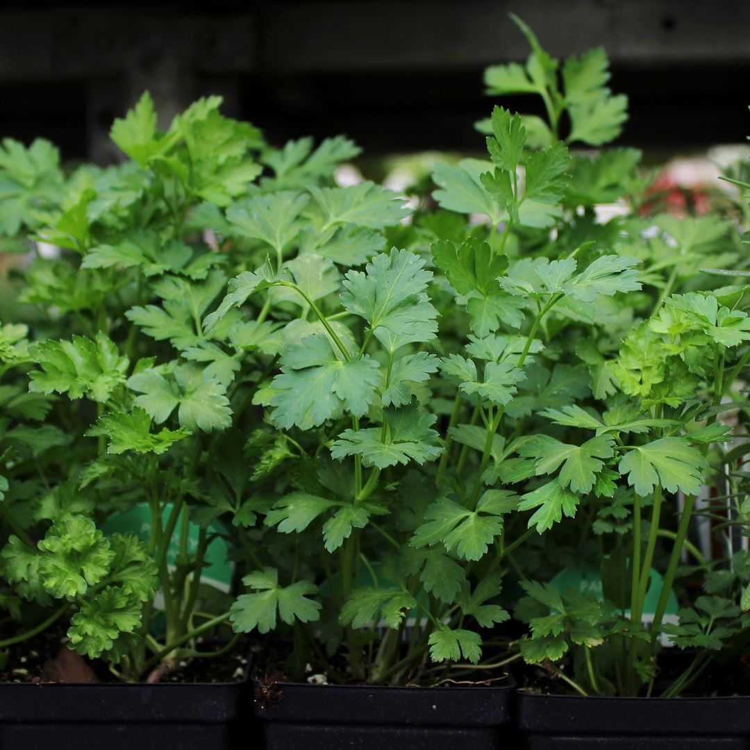 Parsley is a versatile herb used as a garnish or in cooking. Flat-leaf and curly varieties are popular.