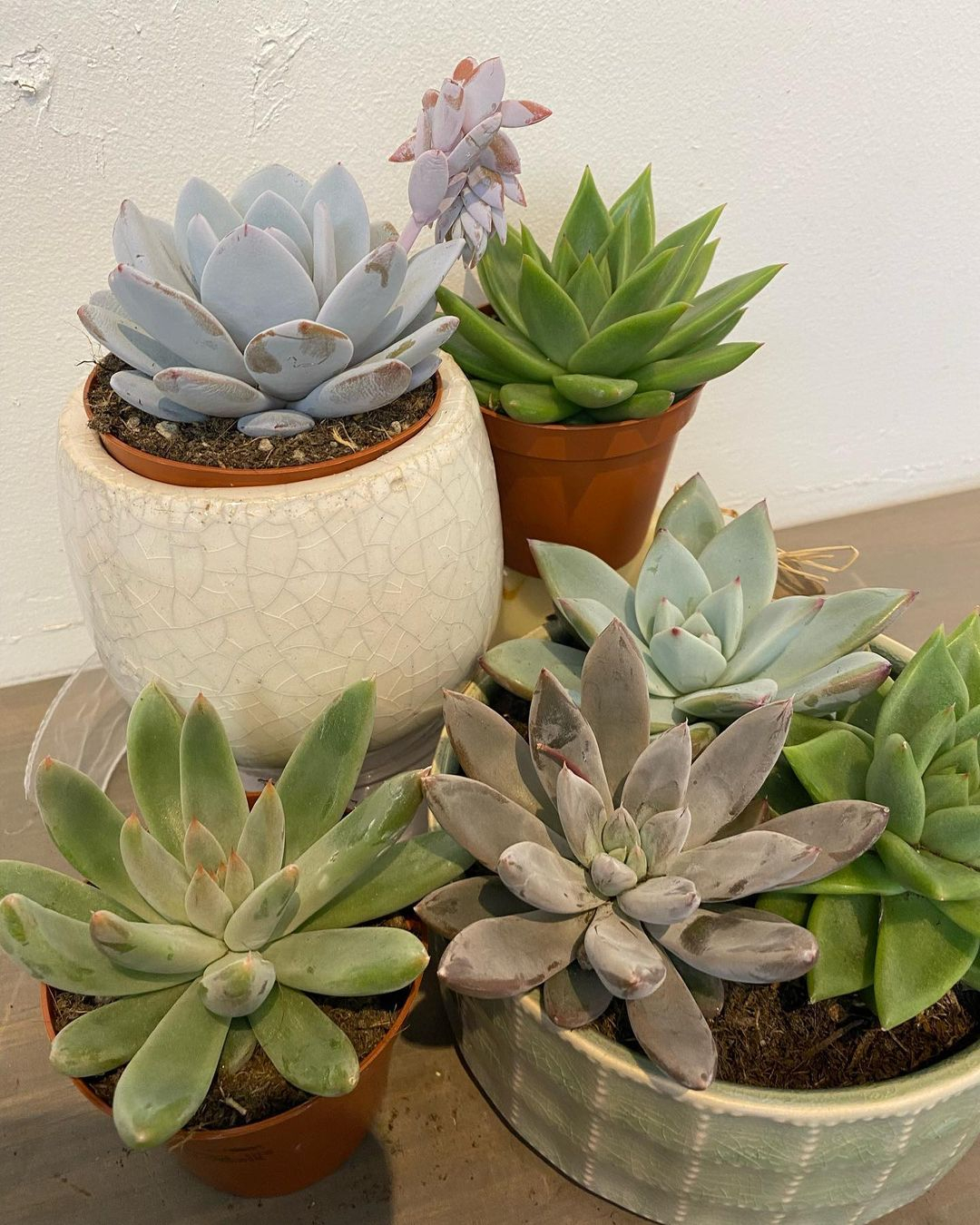 It will be great to have different echevaria in one pots so that the decoration of the pot won't be boring.
