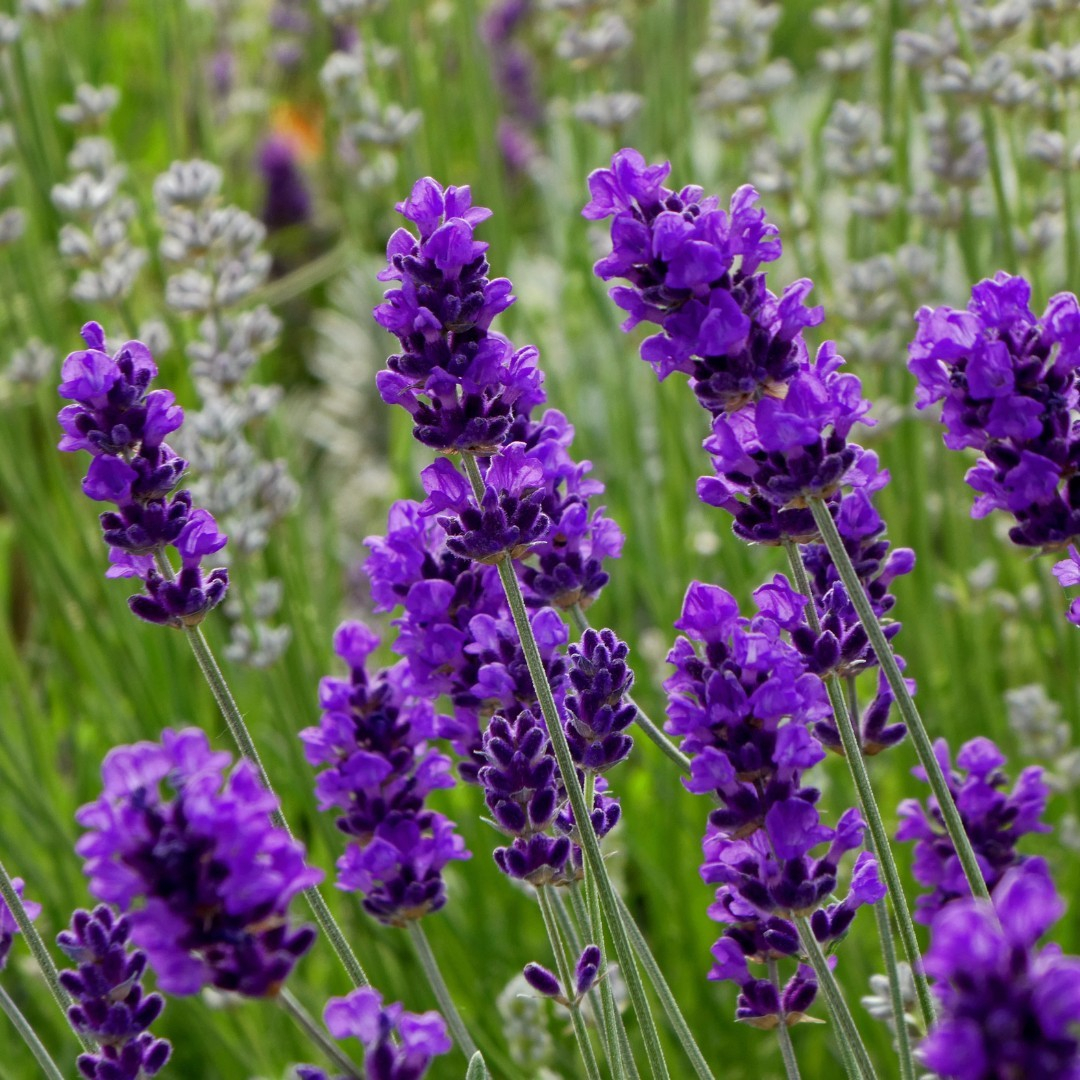 The purple color and the towering shape make the lavender has a majestic impression.