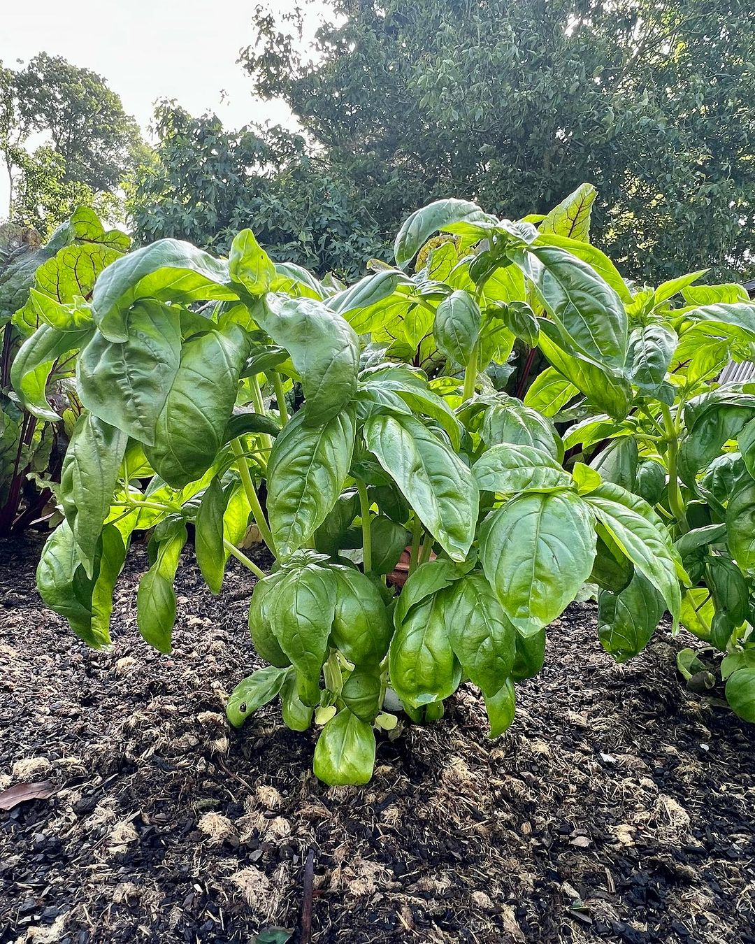 Basil is a fragrant herb that pairs well with tomatoes and is essential for making pesto.