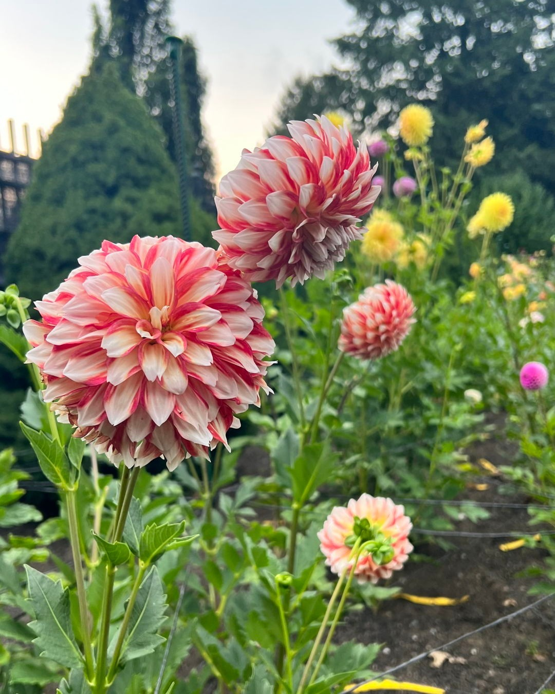 The shape of dahlia is really cute. It looks like a ball with some color gradations.