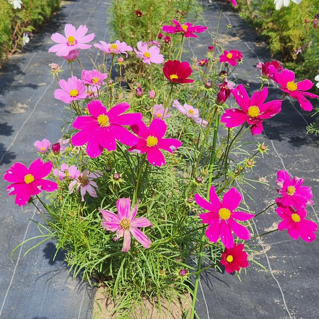 I think that the cosmos is an interesting color. It is simple but pretty with the colors.