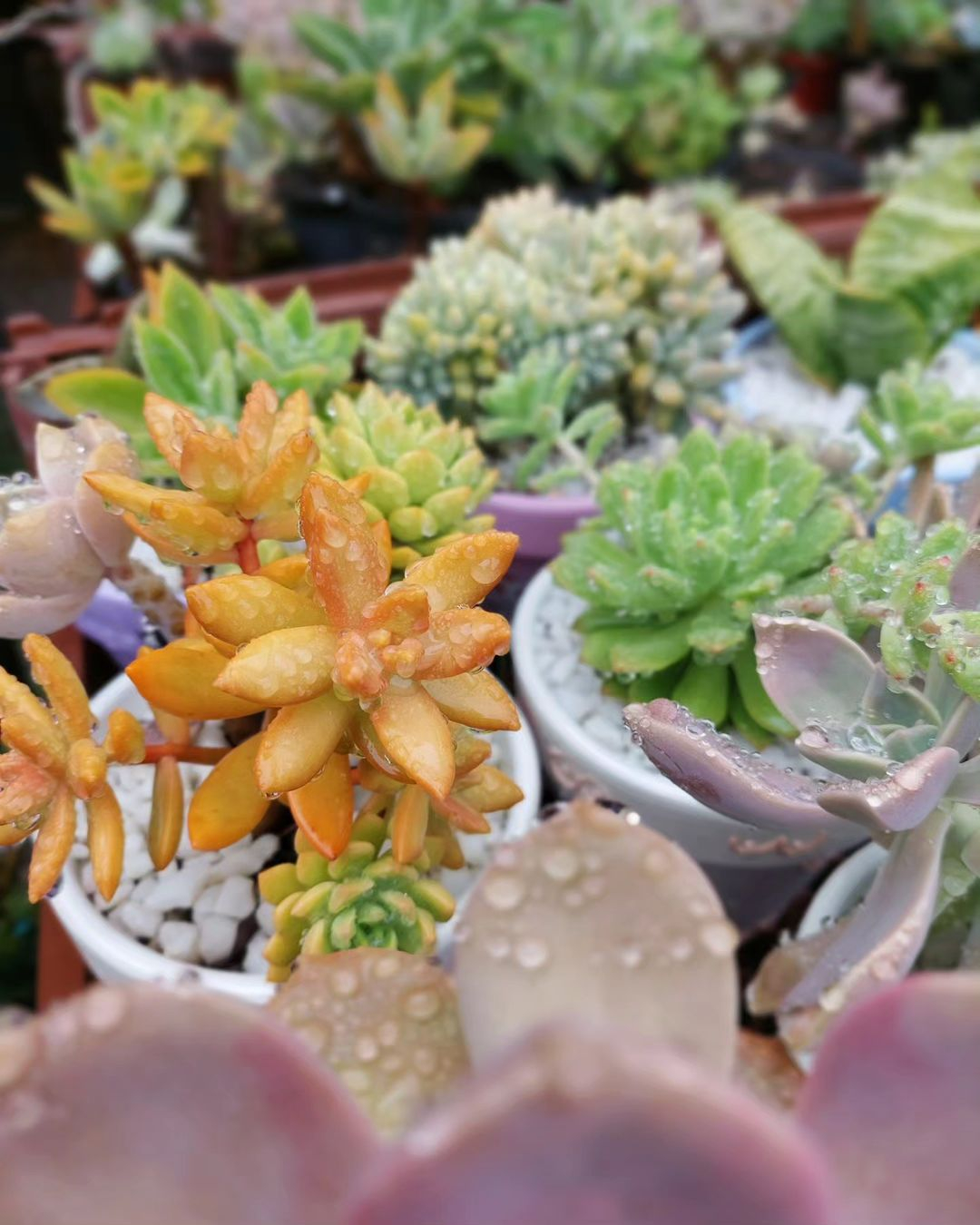 You will need the sprayer to water the succulent.