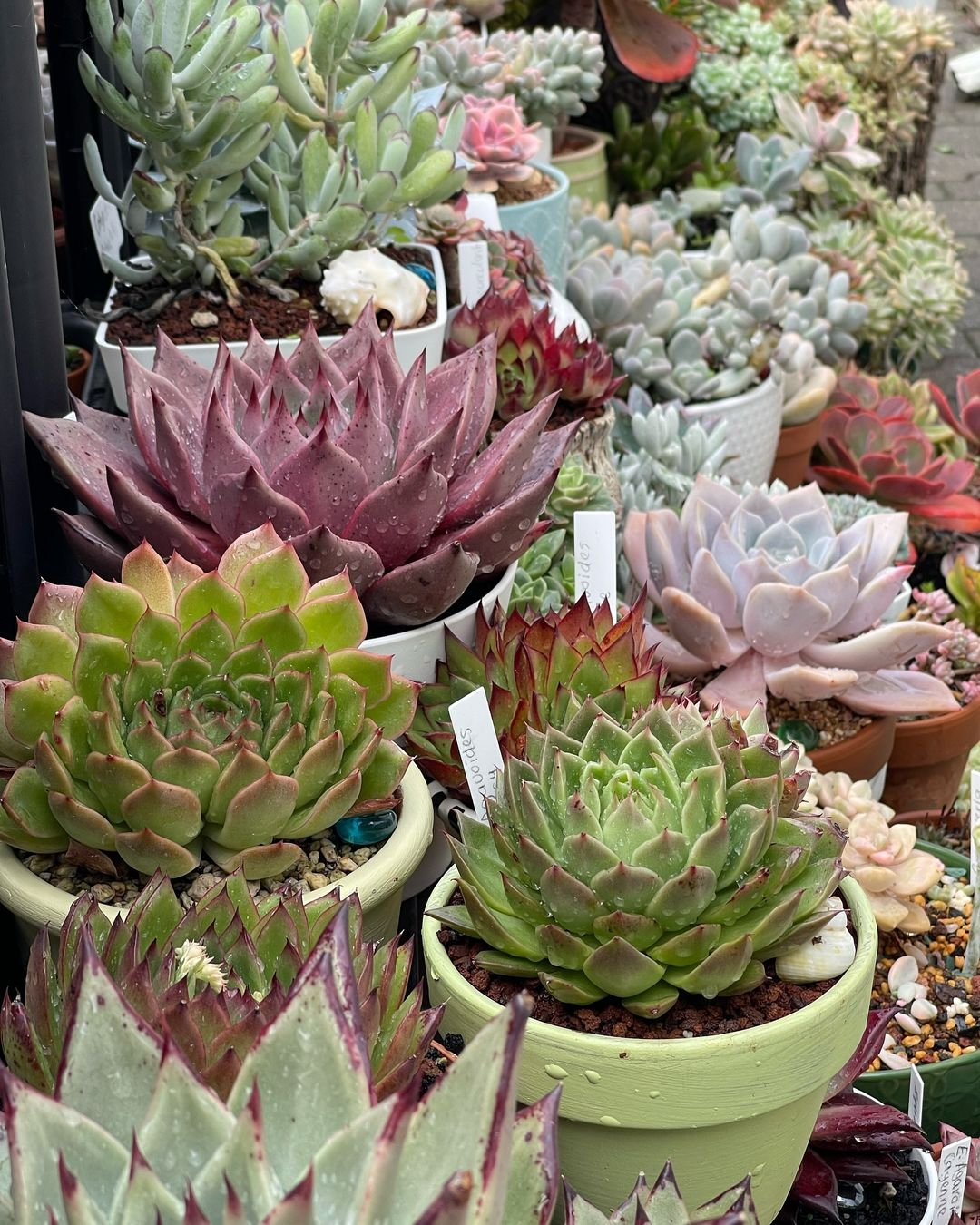 The succulent is surely varied. You can see it here where it is not only the kinds but also the color, the size, and the shape.