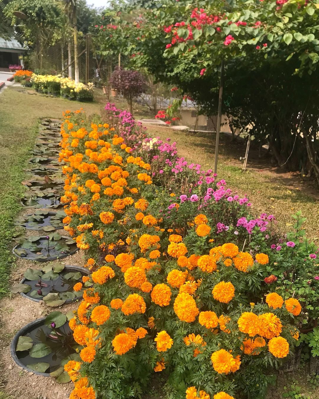 Marigold is an interesting flower because it has beauty and function.