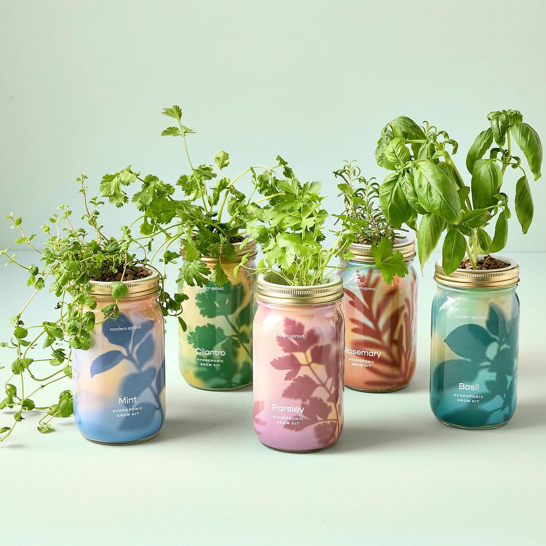 Look at how adorable these mason jar planters. It has varied colors and patterns based on the type of the herbs planted in the jar. 
