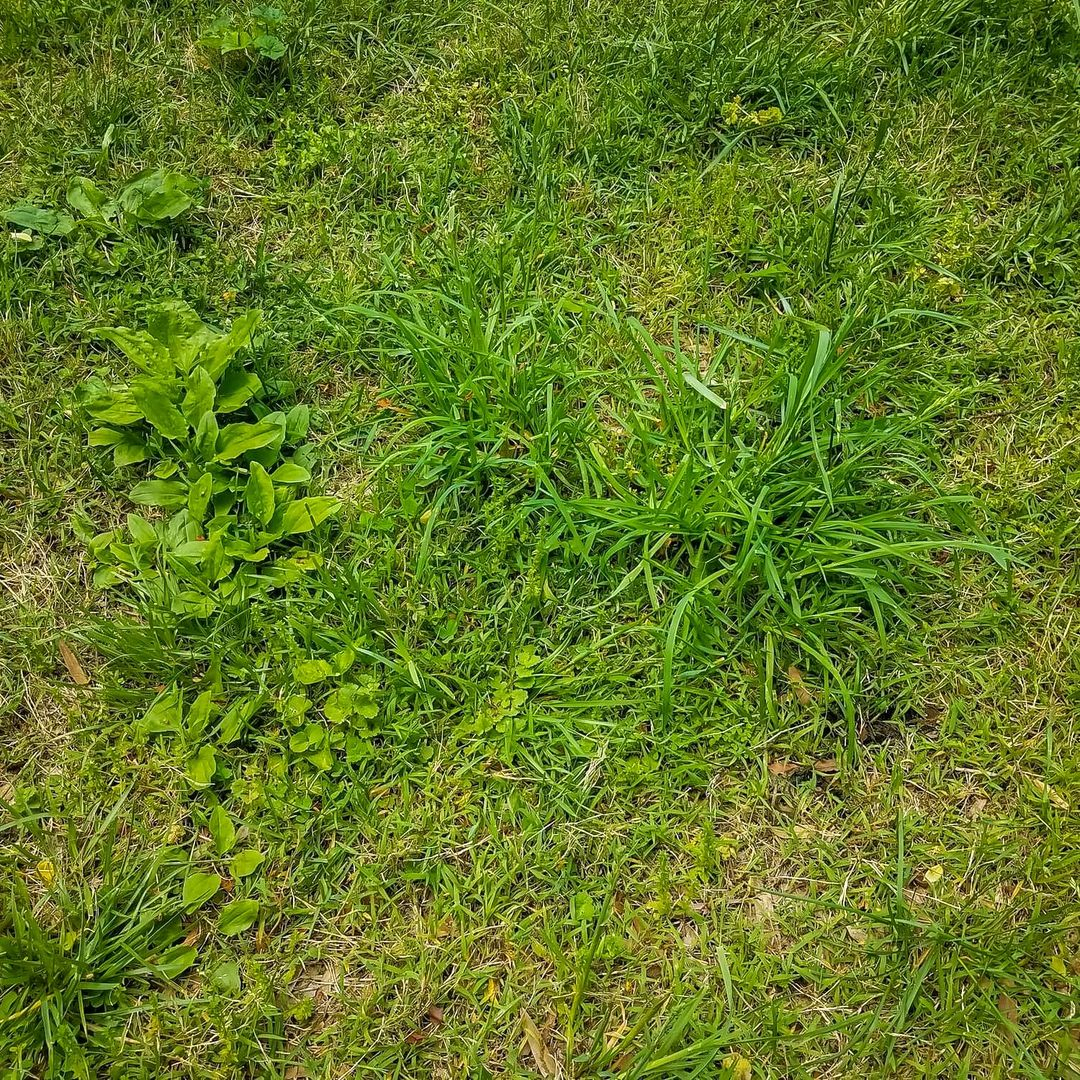 You can see here how the weed can annoy the look of your lawn.