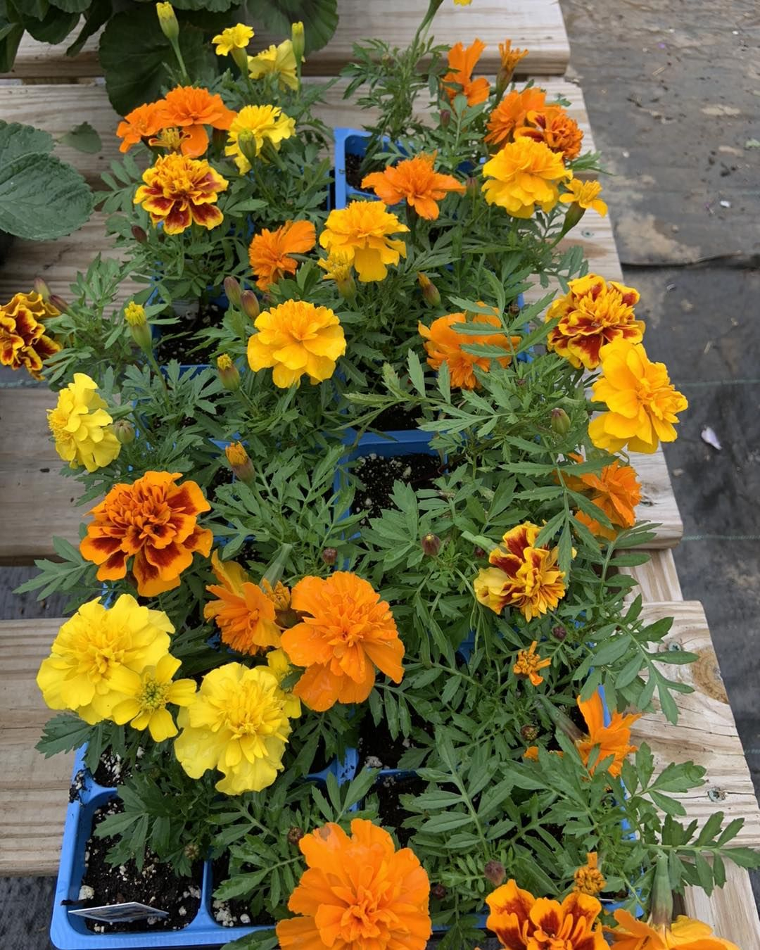 It will be ok to grow the varied marigold colors and patterns in one pot.
