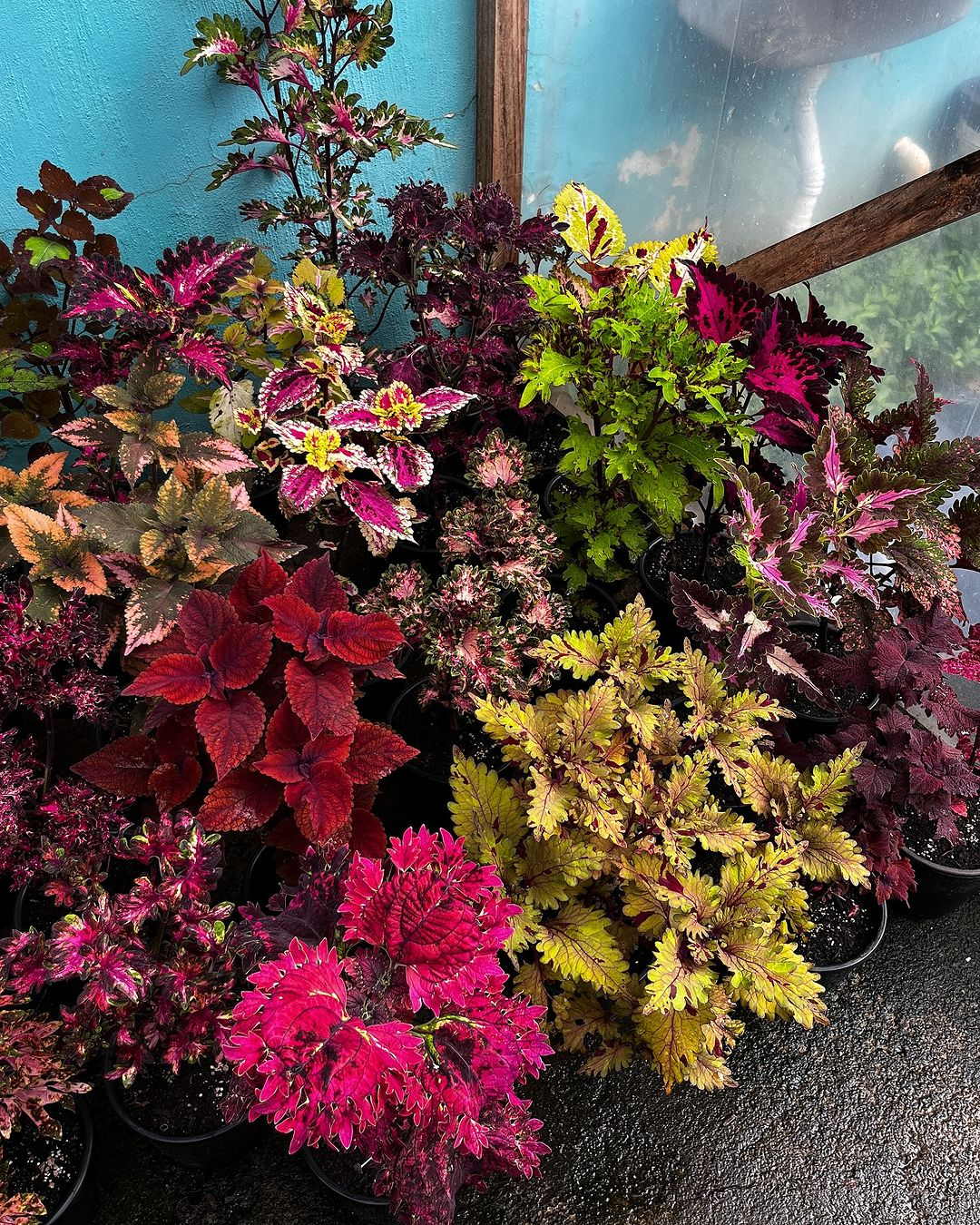 The coleus doesn't have flowers but it is great with only the foliage. Look at the different types of coleus that we have here.
