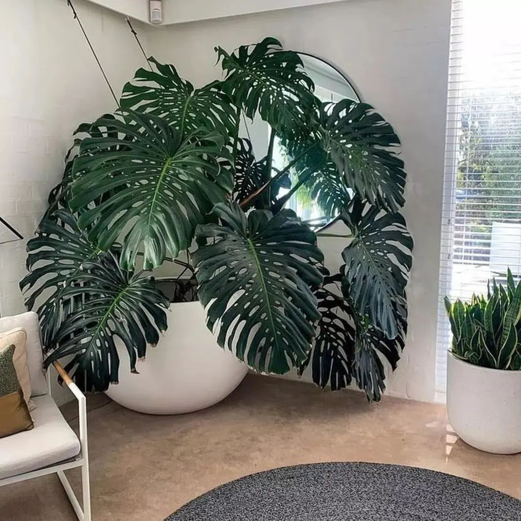 The monstera especially when it is already in a big growth will have such a high value.