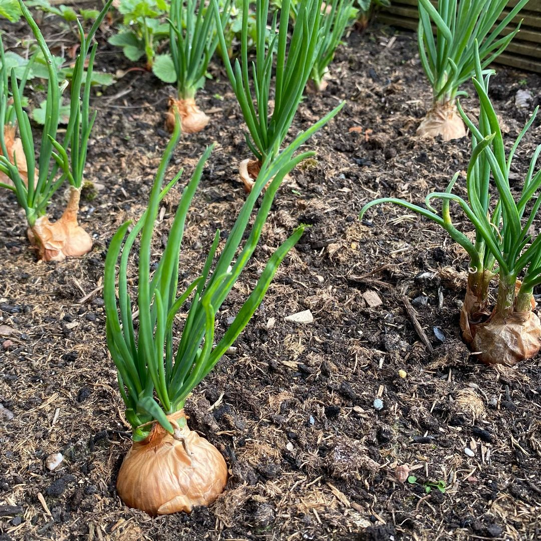 Onions are versatile alliums that can be grown from seeds, sets, or transplants.
