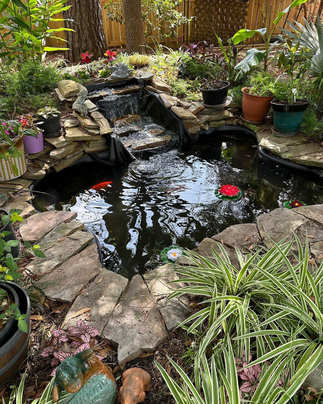 If you have a pond, it will be so much better if you function it as a pond fish at once.