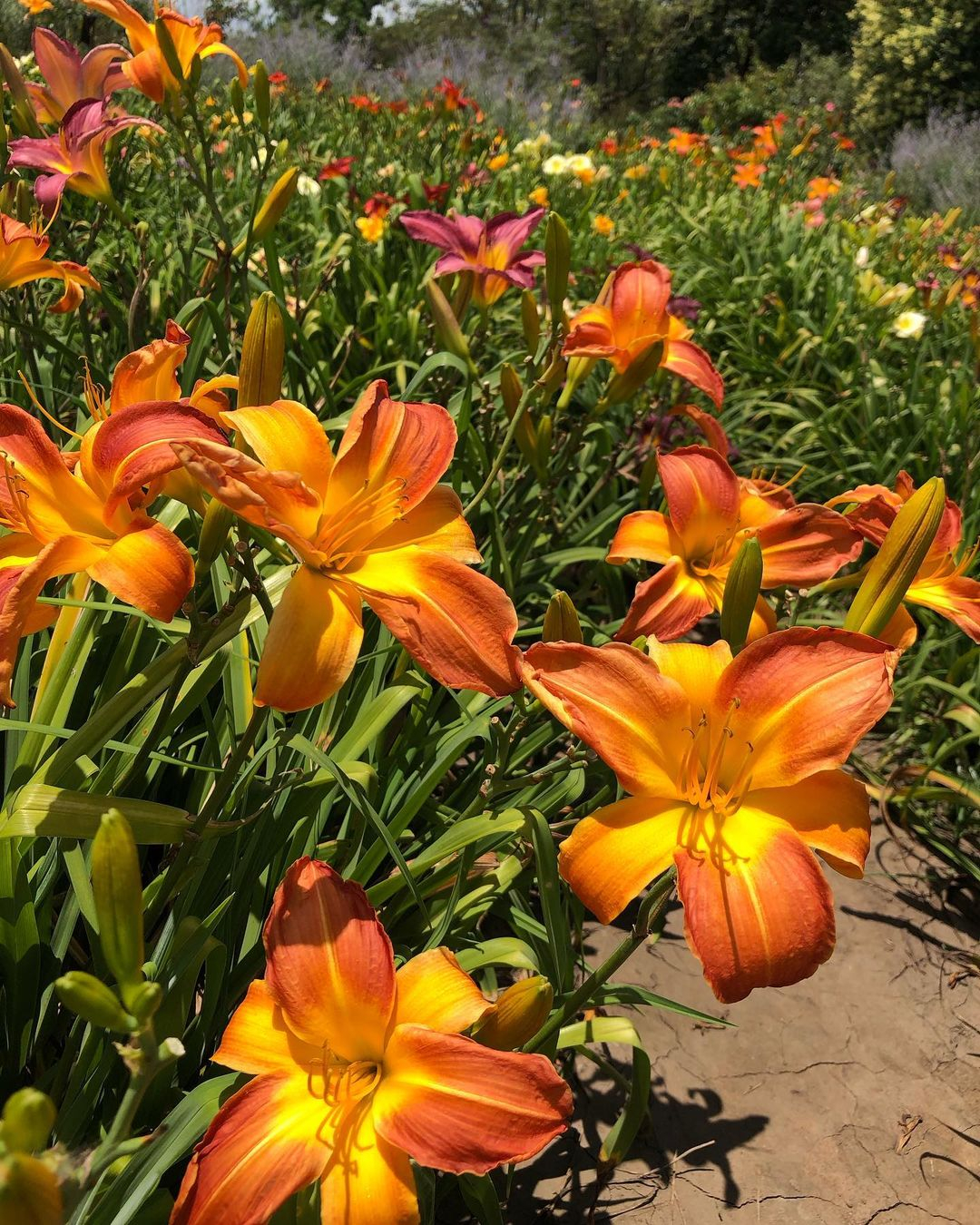 This one is an example of the orange color daylilies. It looks fresh and stands out.