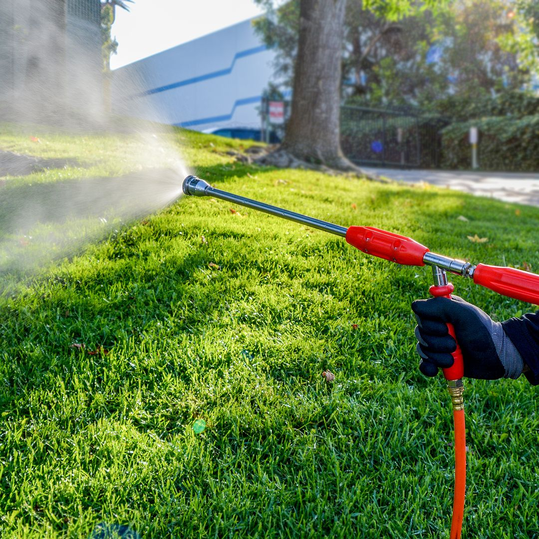 Apply the insecticides to your lawn by using a spraying tool. This one is the example of the spraying tool.