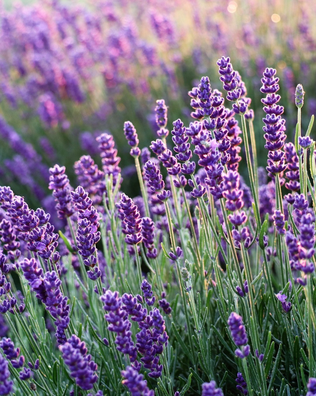 Look at the purple color in the long stem that the lavender has. It won't only give you benefit from its functions but also the beauty of the flowers.