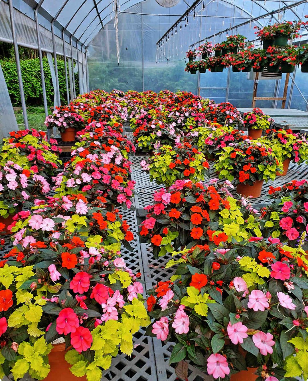 It is a kind of short plant with bright blooms to beautify your garden.