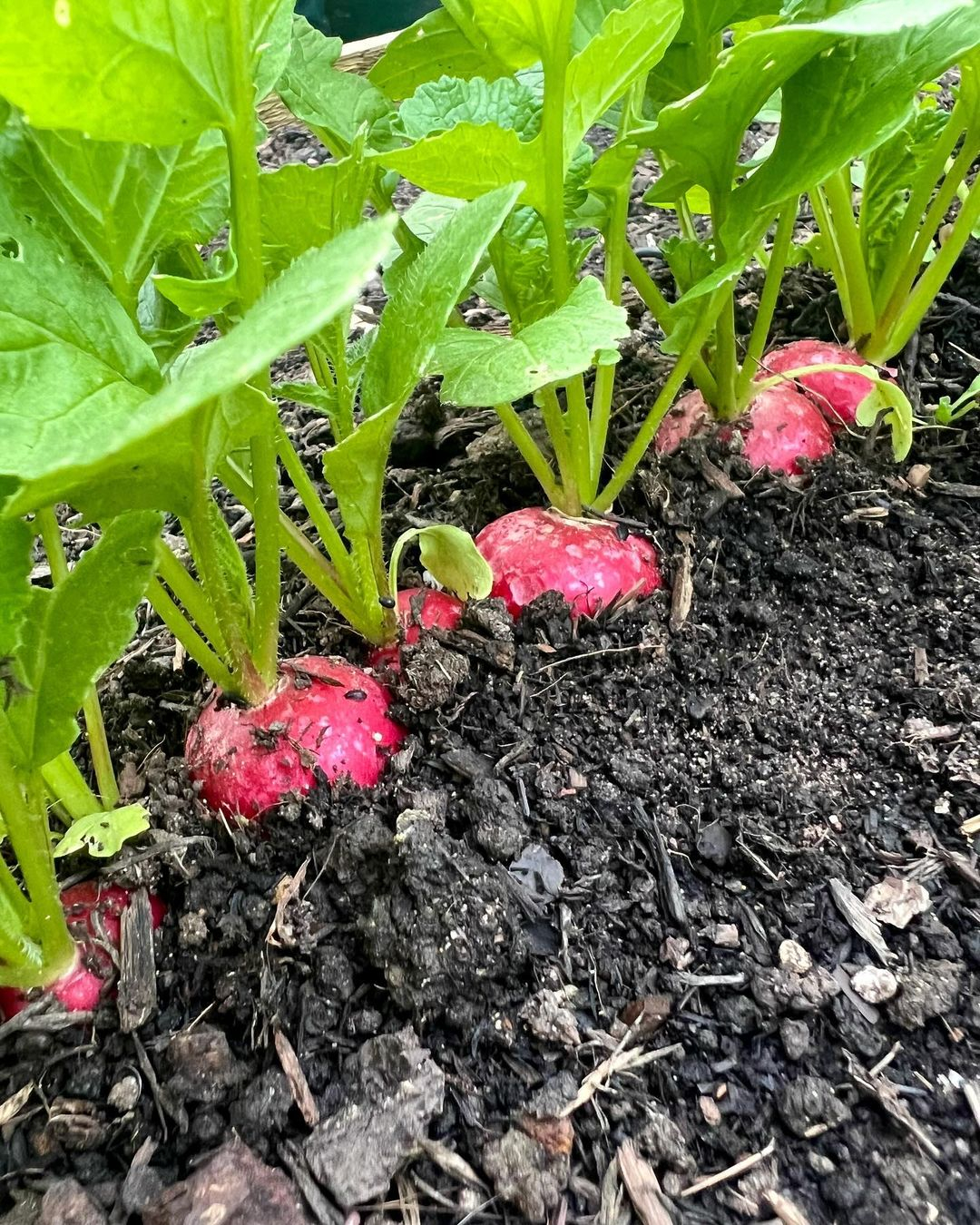 Beets are versatile root vegetables that can be grown for their roots and greens.