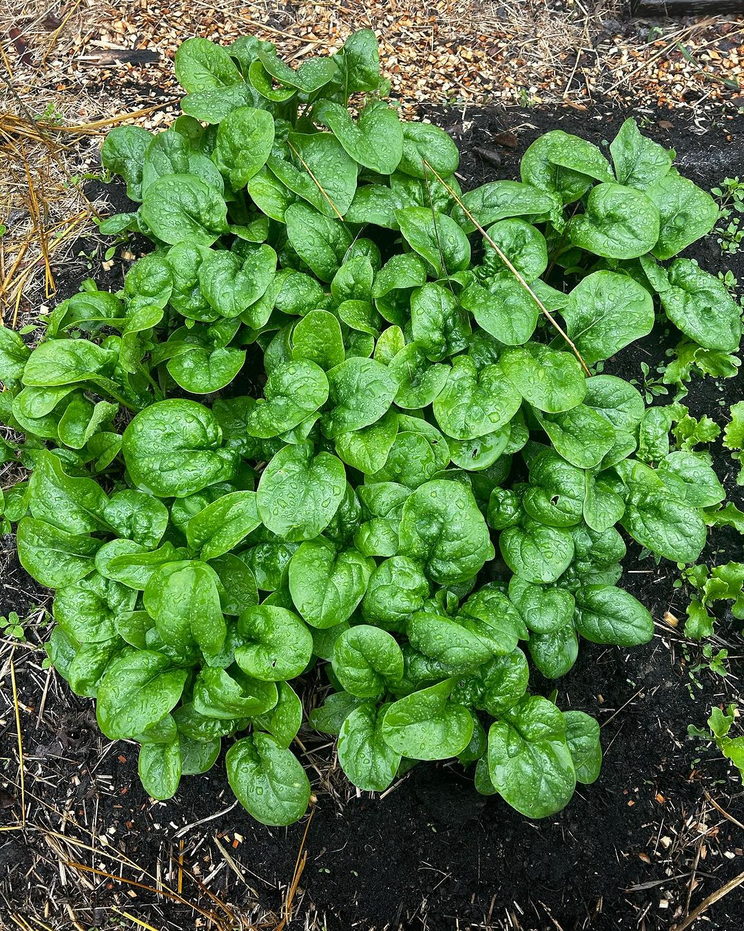 Spinach is another cool-season crop rich in vitamins and minerals. It can be harvested as baby leaves or allowed to mature for larger leaves.
