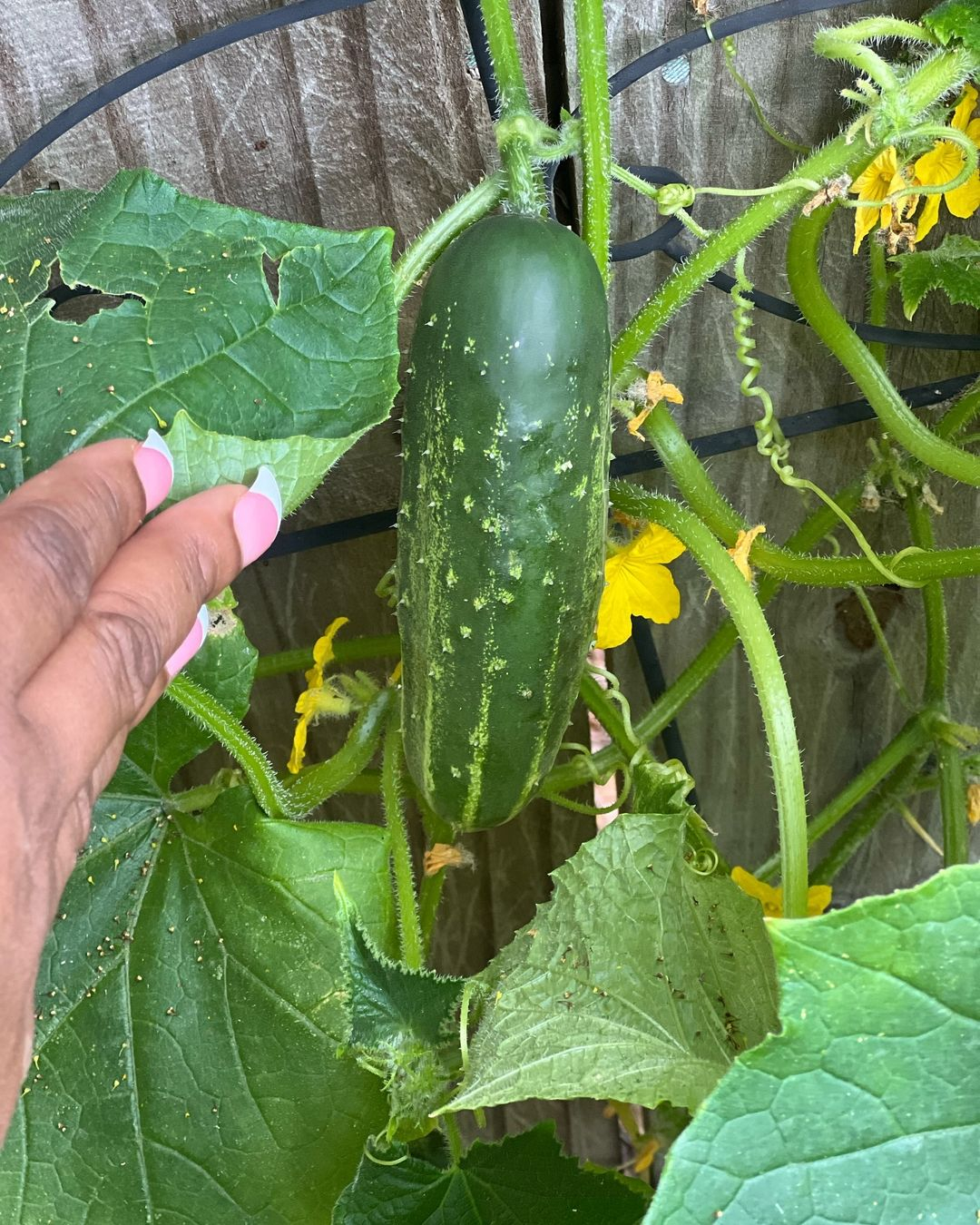 Cucumbers are refreshing vegetables ideal for salads, pickling, and snacking.