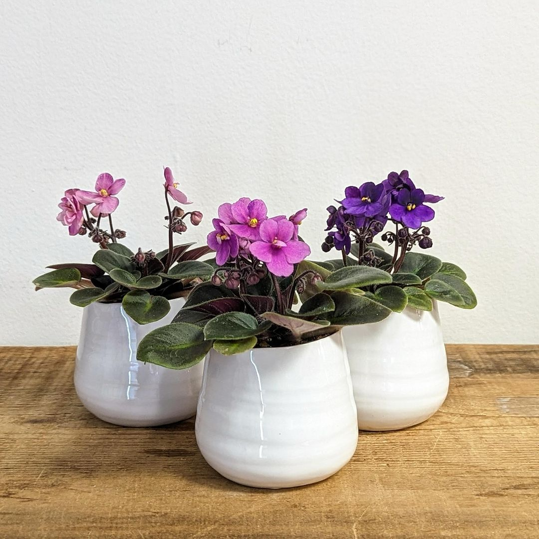 The African violet comes in varied flower color tones. The size is small but looks lush that make this plant special.