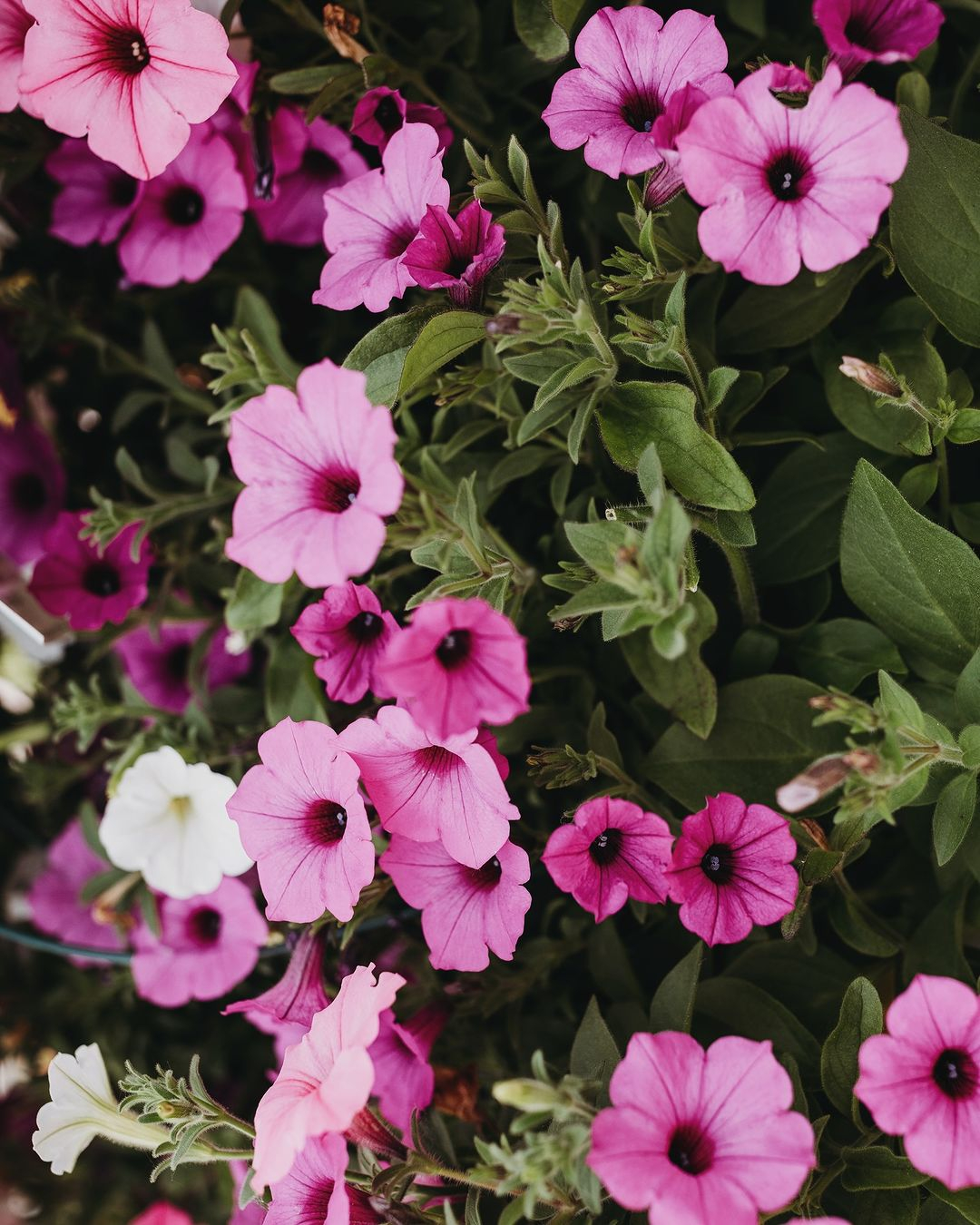 Petunia is an interesting plant. It comes in a variety of colors, sizes, and growth habits.