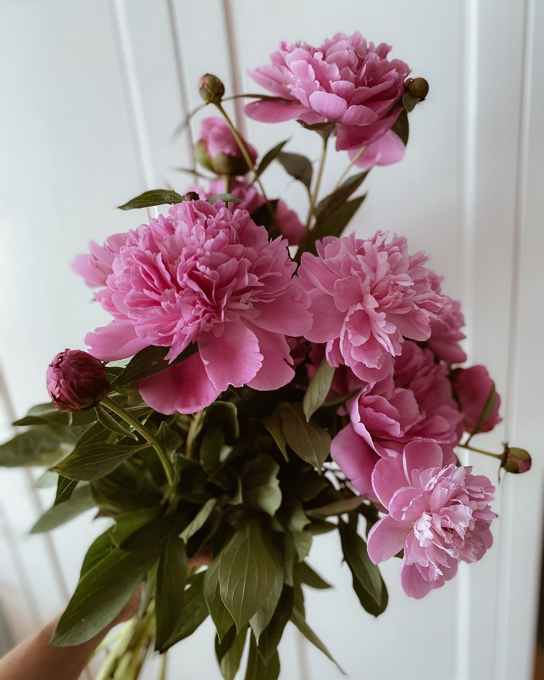 With their lush, full blooms, peonies bring a touch of elegance and romance.