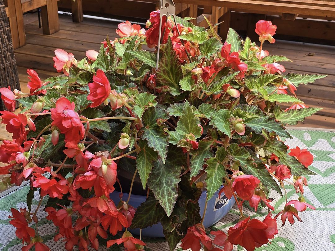 Begonia is known for its foliage which become the main character of this plant.