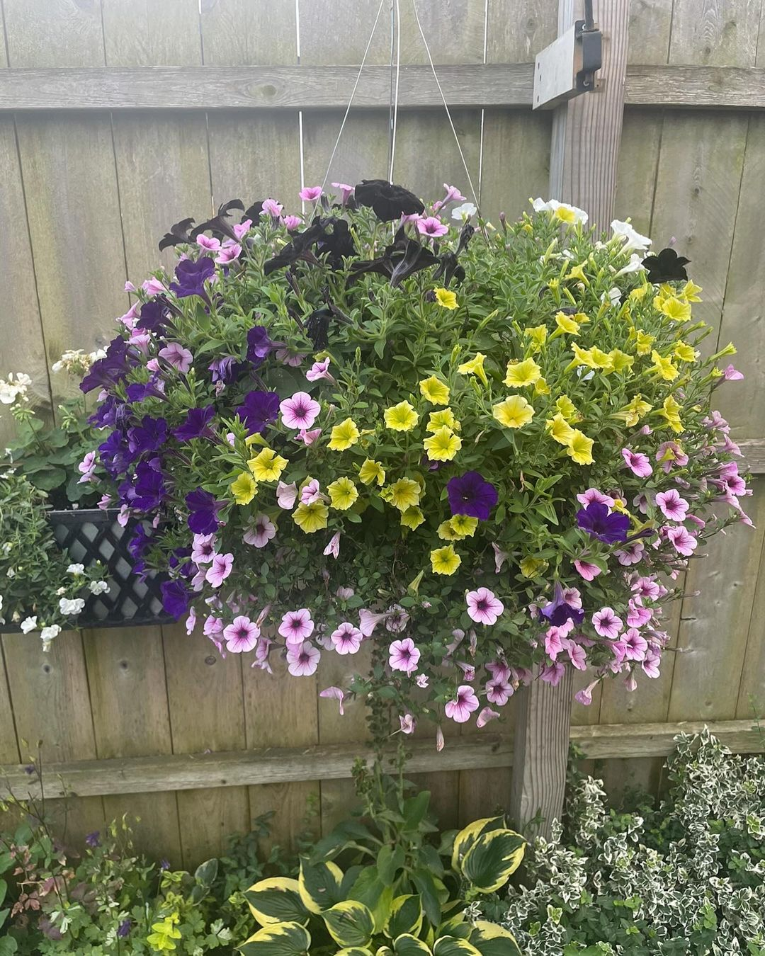 The petunias is one of the summer flowers that can be hung. You can have it in hanging pots or simply on the wall.