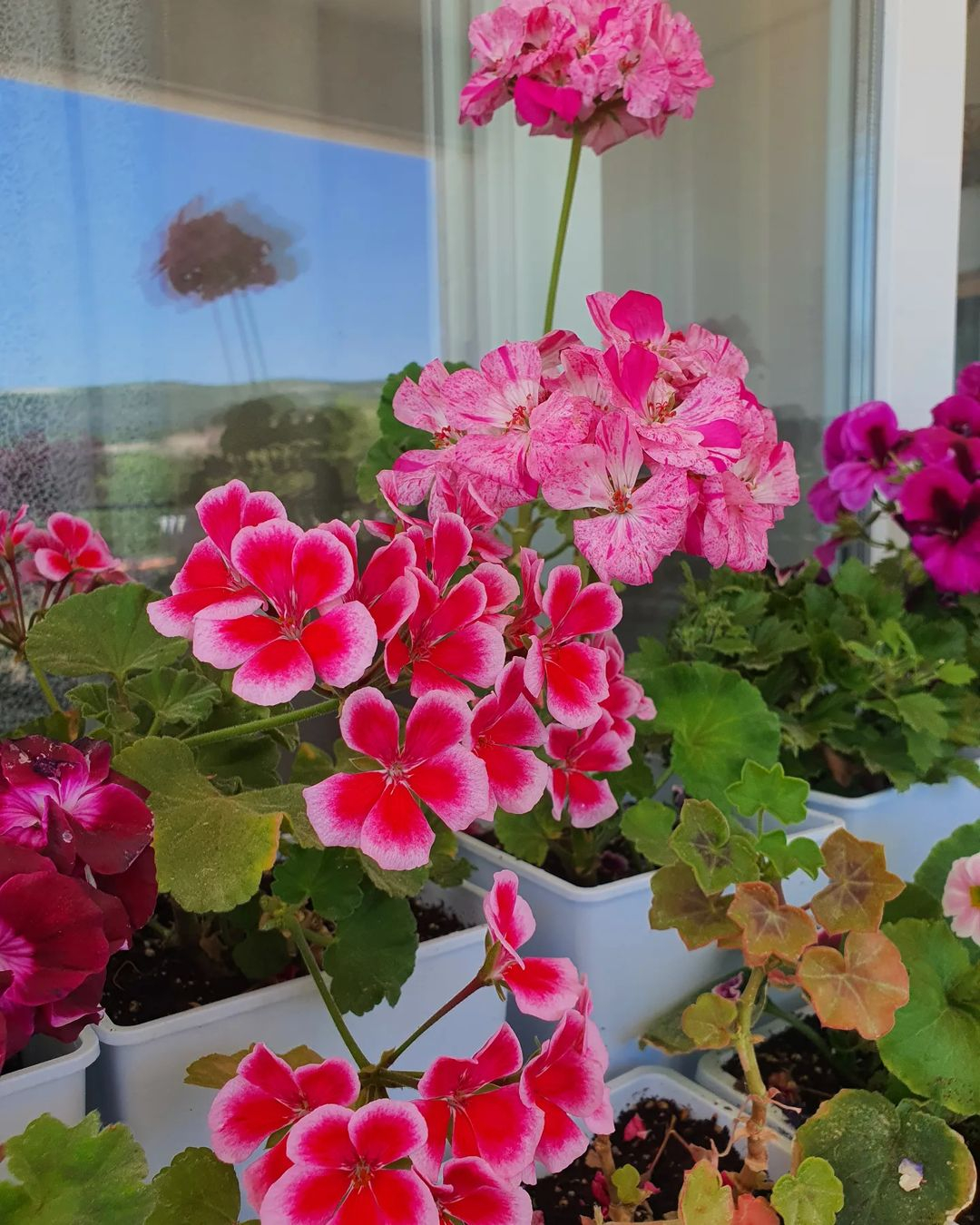 Look at how adorable the geranium is. It has many flowers in one stem, making it look like a flower bouquet. 