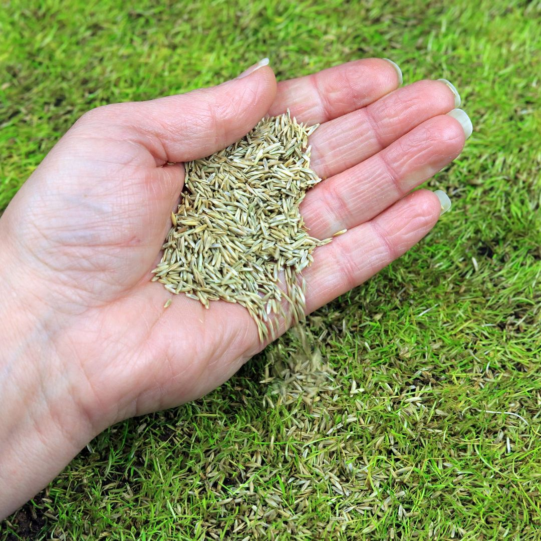 Overseeding the lawn like this can be exhausting but fun at once. It will be fun to find the bare spots around the lawn area.