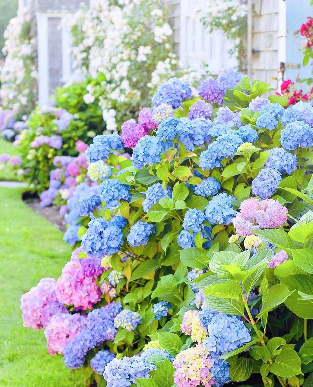 Wow! Look at how adorable the hydrangea is. Even a flower looks like a bouquet.