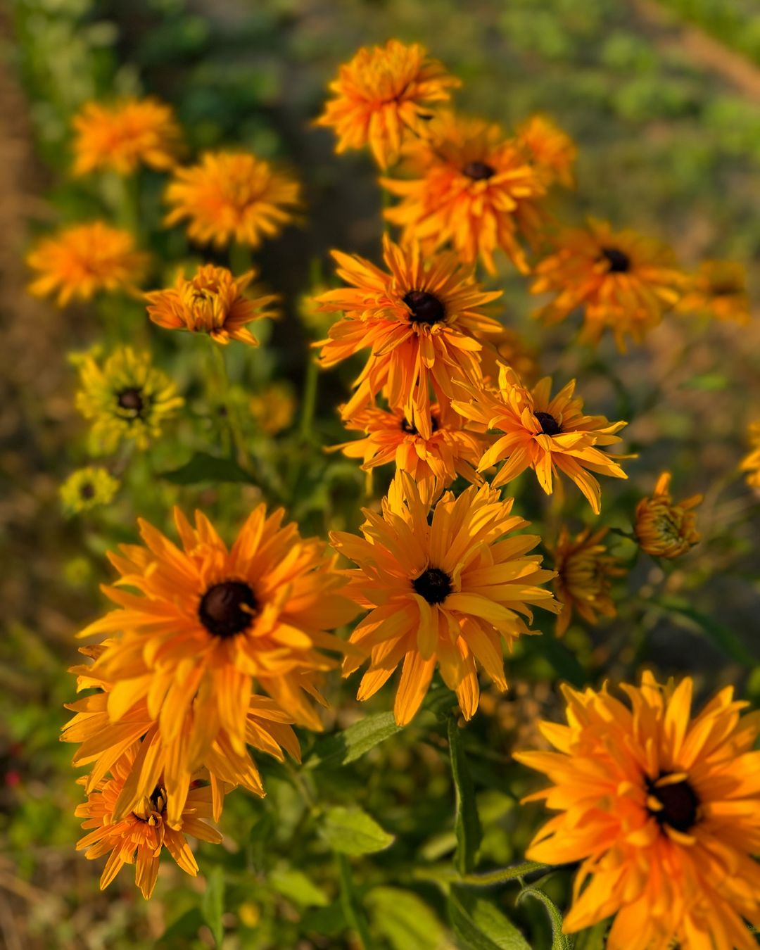 You can see it here where the rudbeckia in yellow color is like a small version of the sunflower. 