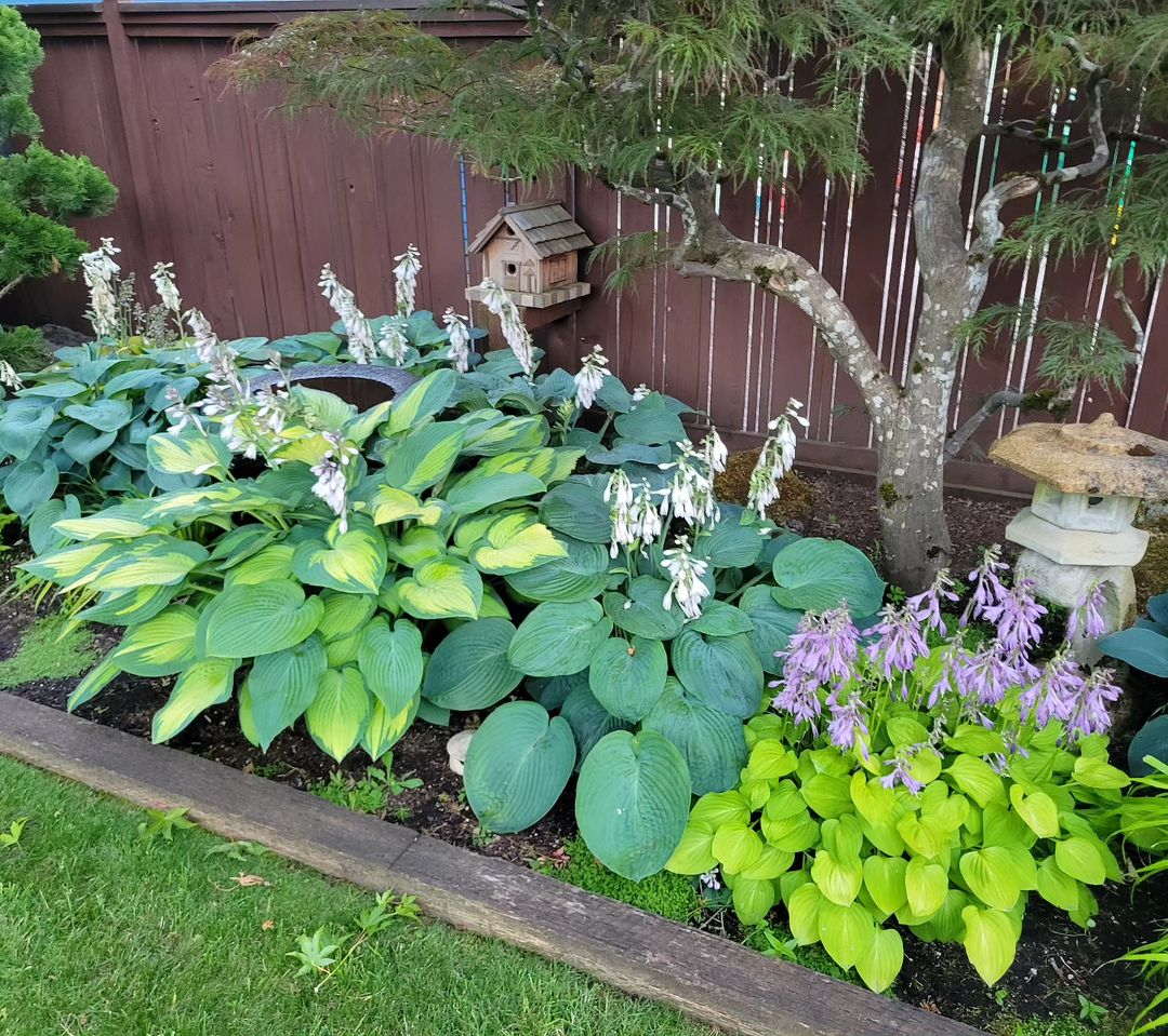 Having different kinds of hostas in one area can be really interesting. 