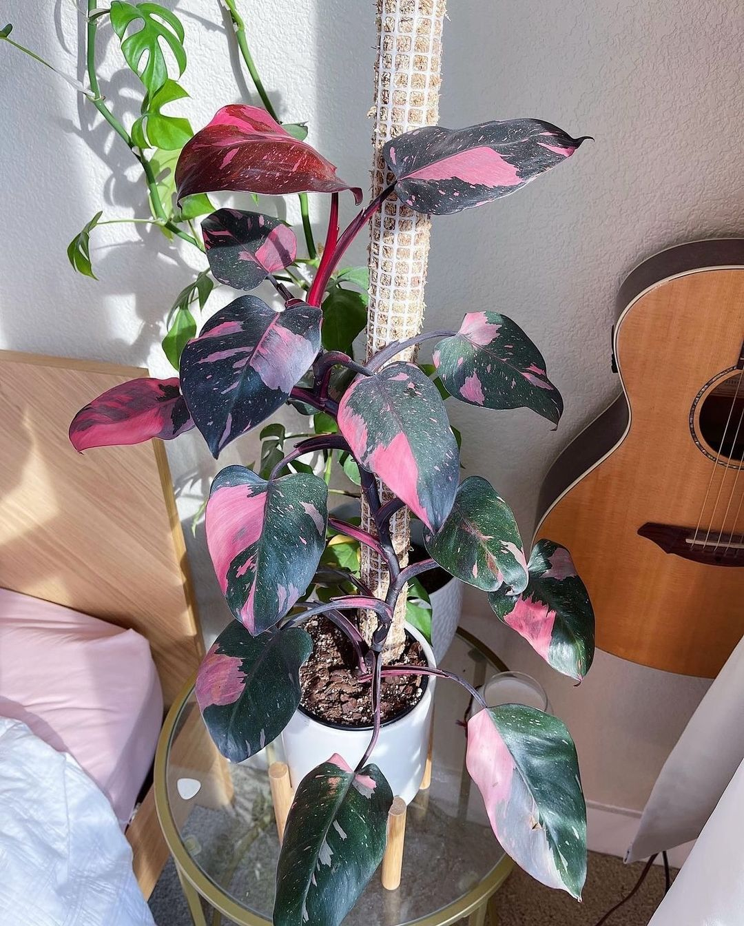This one is the pink philodendron that stands beautifully like a princess.