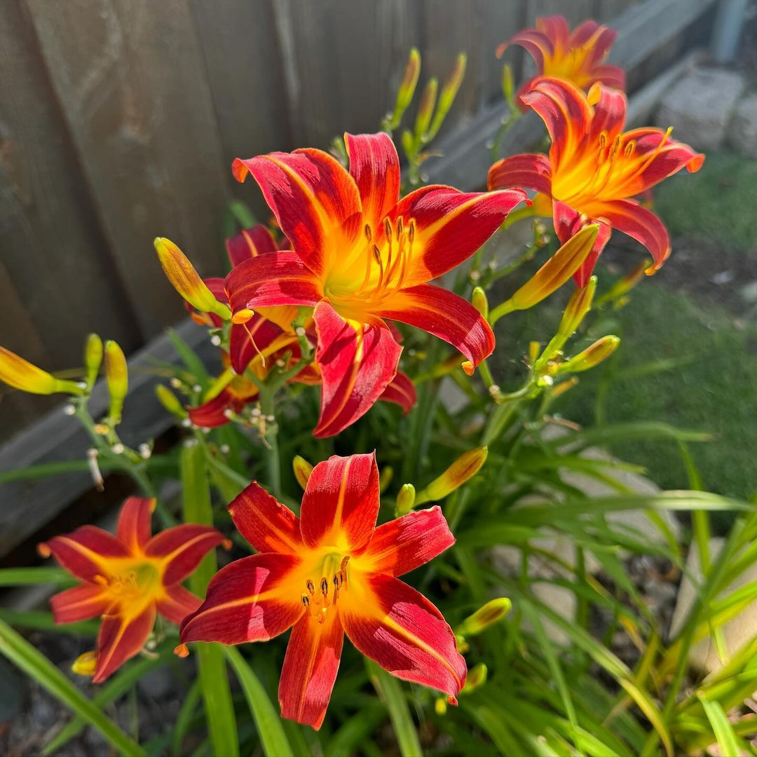 This flower commonly grows in the soil without any pots. However, in case you want to have it in pots, it is still be possible.