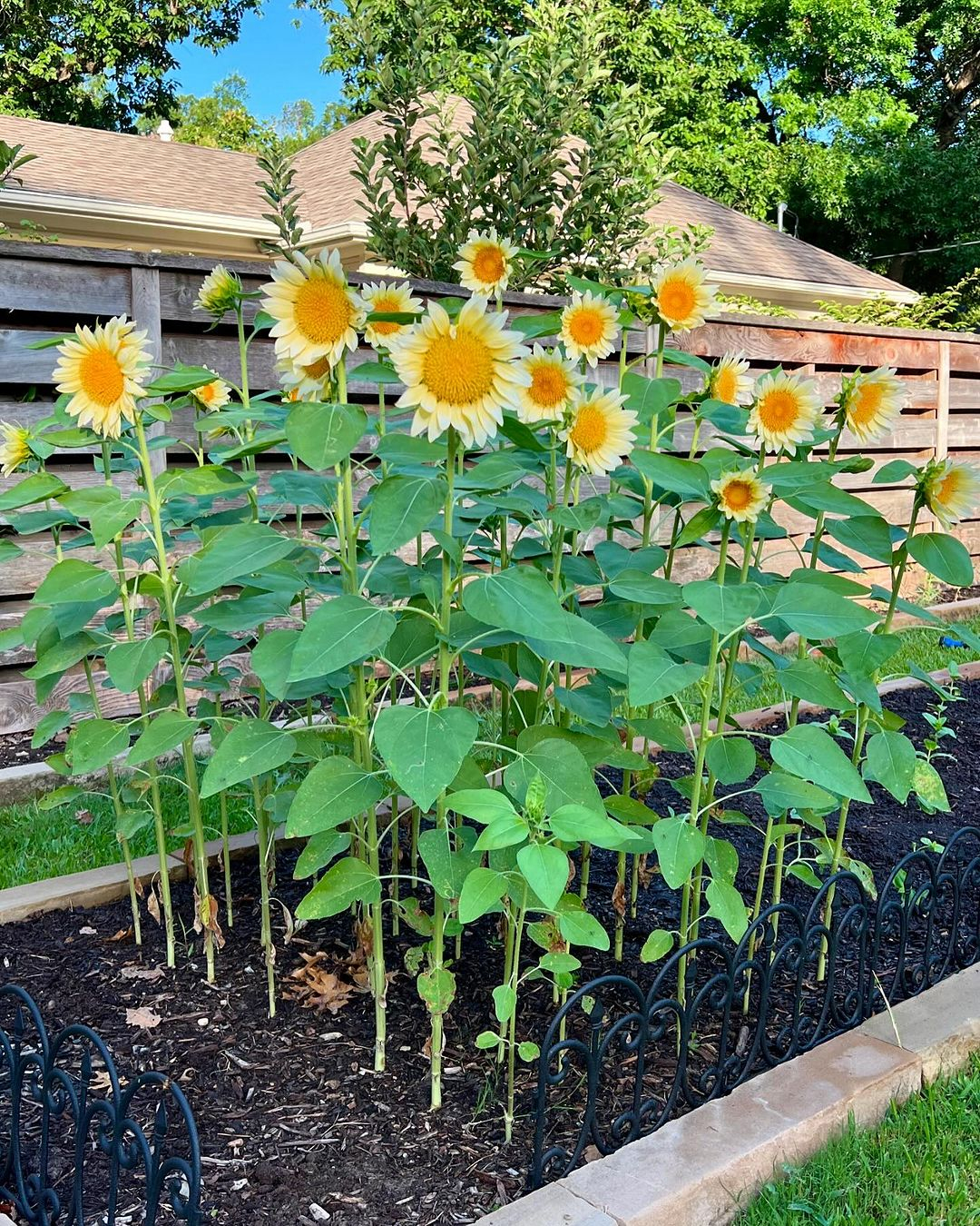 With its shape which is like the sunshine, sunflower is the best one for your summer garden.