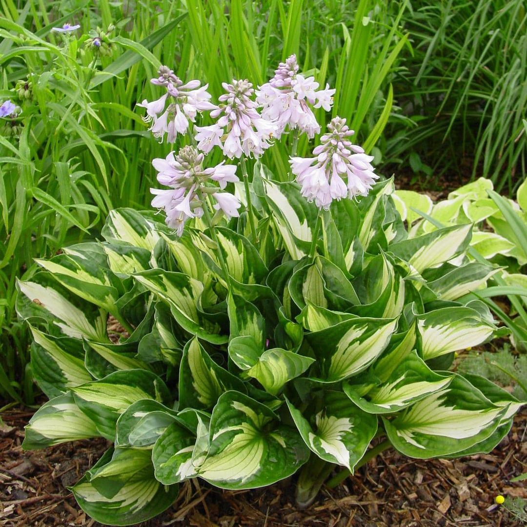 Look at how adorable the hostas is. It has such massive foliage just like a bouquet.