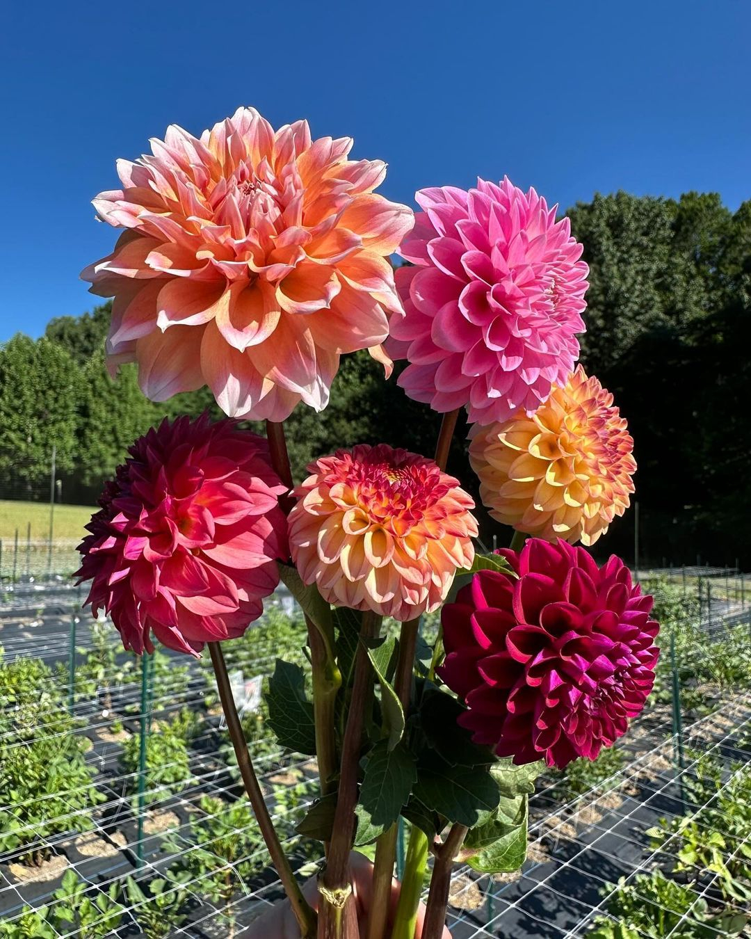 Their intricate petals and wide range of colors make dahlias a versatile choice.