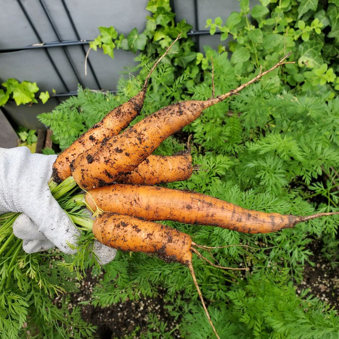 Carrots are a popular root vegetable that comes in various colors, including orange, purple, yellow, and white. 