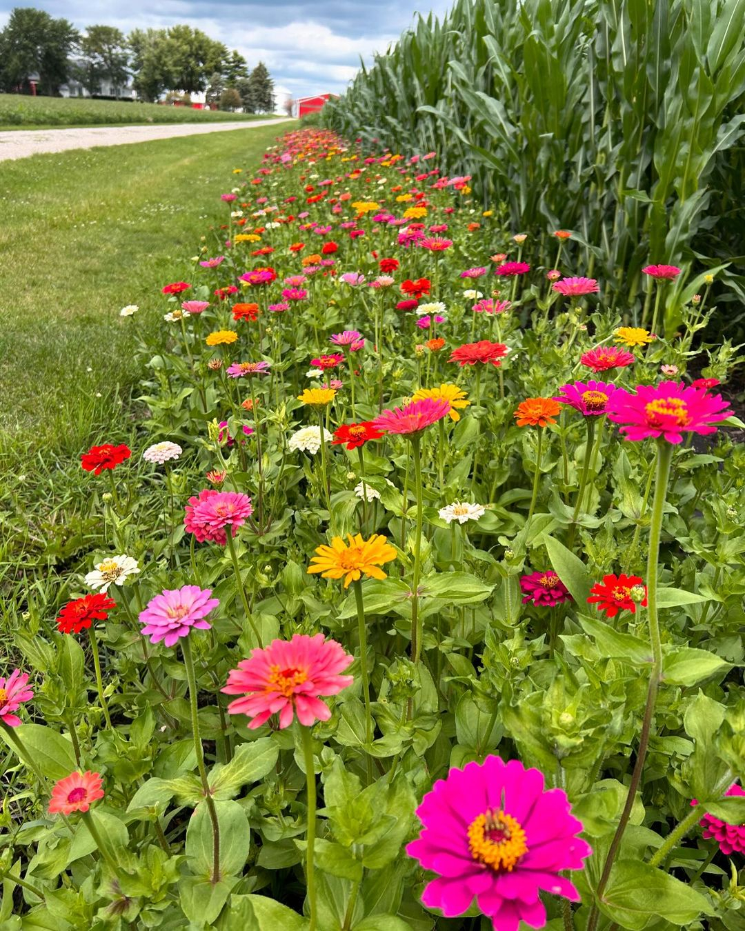 Zinnias can invite the butterflies to come. That is why it will be great to have it in your garden.