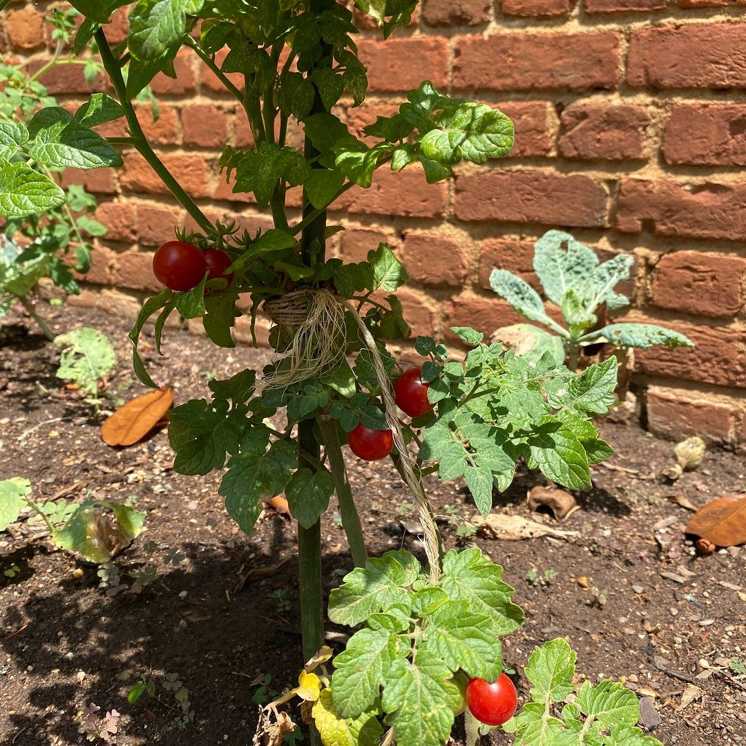 When the bright colorful tomatoes already appeared, then it is the time when your plant starts to show you its beauty. 