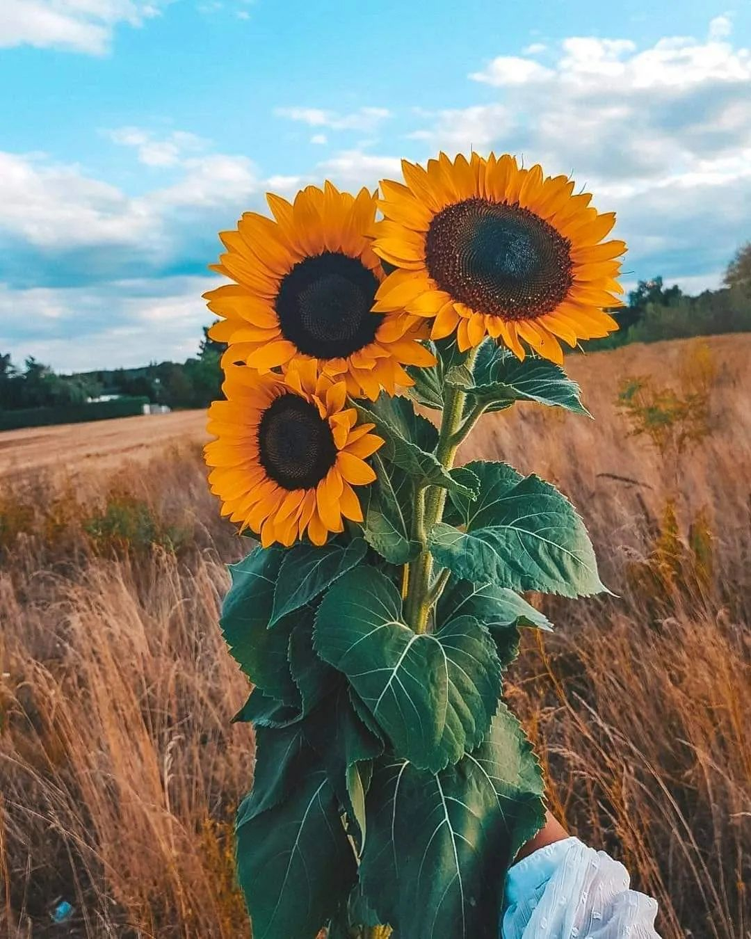 These iconic flowers symbolize warmth and positivity. Their large, golden heads add a dramatic flair
