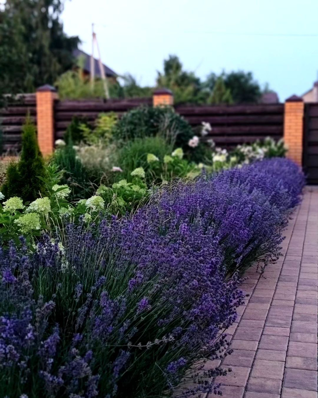 You can see it here where the purple color can be the standout point in the garden.