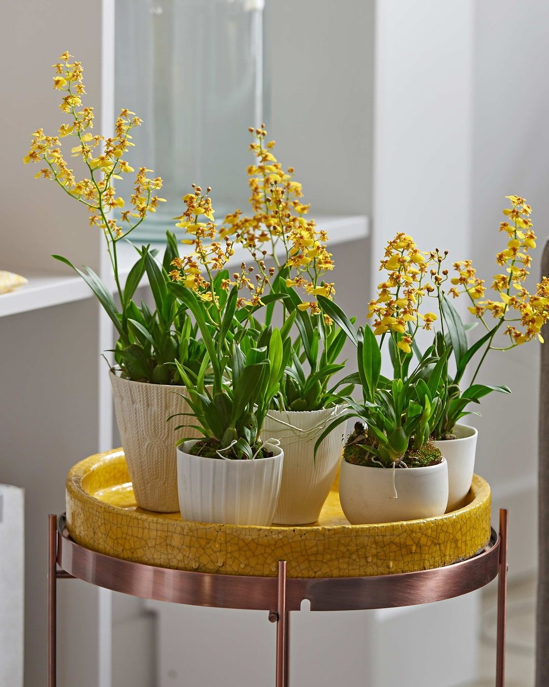 Orchid is such a valuable flower. The beauty of orchids can't be doubted anymore. 
