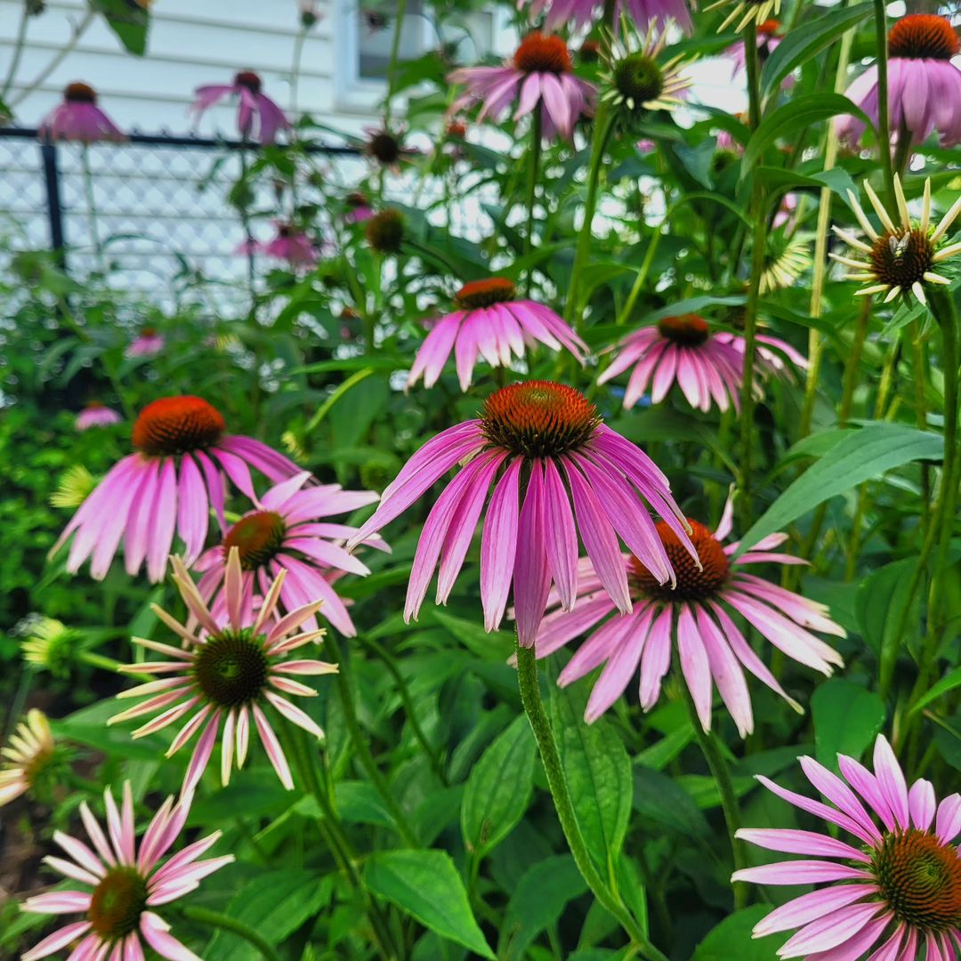 This flower is unique where the flower petals can flow down like a cone. 