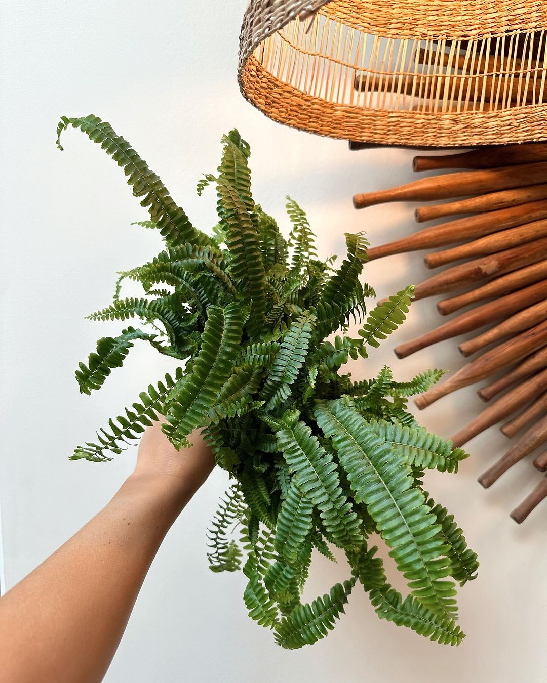 The ferns are recommended because they bring you to the tropical rainforest atmosphere for your flower arrangement.