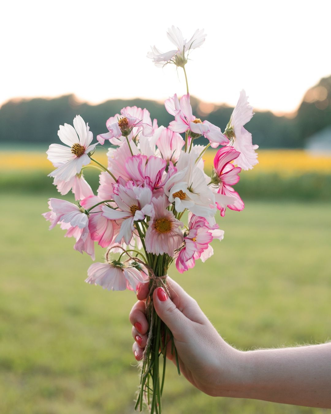 Delicate and airy, the cosmos offers a light and breezy look.