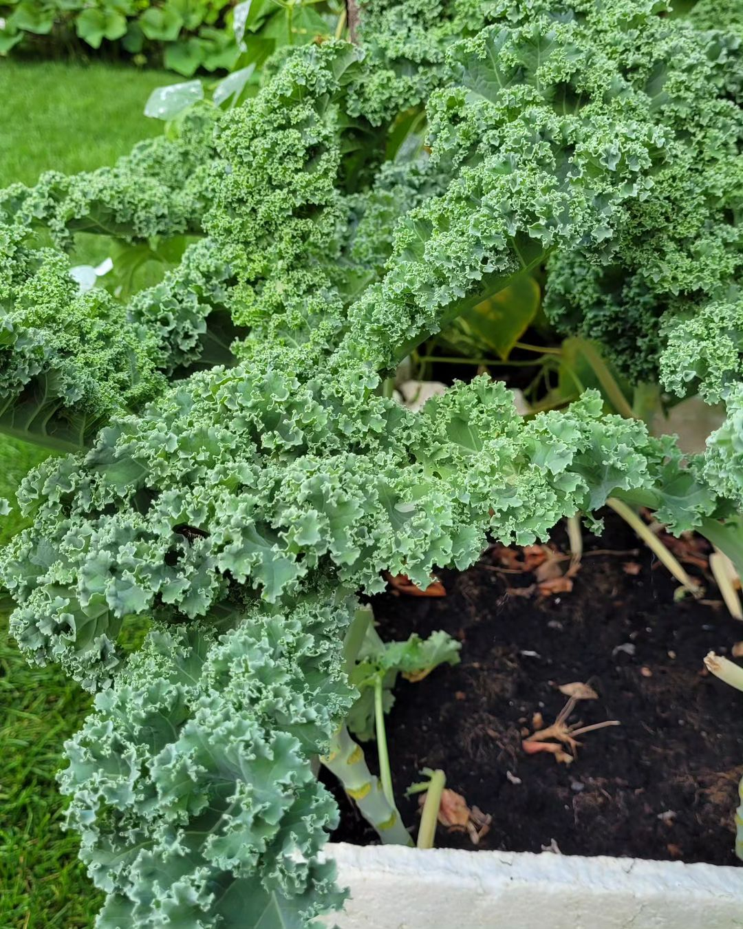 Kale is a hardy leafy green that can withstand cold temperatures. 